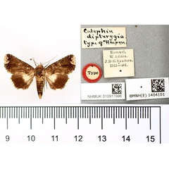 /filer/webapps/moths/media/images/D/dipterygia_Catephia_HT_BMNH.jpg