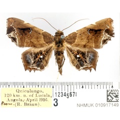 /filer/webapps/moths/media/images/H/hieroglyphica_Episparis_AF_BMNH_02.jpg