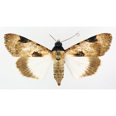 /filer/webapps/moths/media/images/N/nigrior_Audea_AF_TMSA_01.jpg