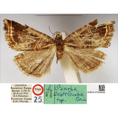 /filer/webapps/moths/media/images/S/subtilimba_Ozarba_AT_NHMUK.jpg