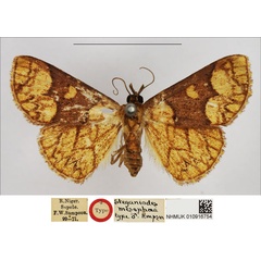 /filer/webapps/moths/media/images/M/mesophaea_Steganiodes_HT_NHMUK.jpg