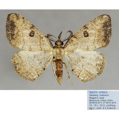 /filer/webapps/moths/media/images/P/pallida_Obolcola_AM_ZSM.jpg