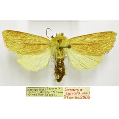 /filer/webapps/moths/media/images/S/sylvata_Sesamia_AT_TMSA.jpg