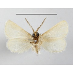 /filer/webapps/moths/media/images/N/nubifera_Metarbela_A_MGCLb_01.JPG
