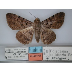 /filer/webapps/moths/media/images/C/collusoria_Polydesma_AT_RMCA_01.jpg