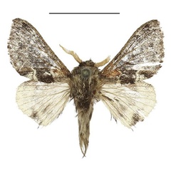 /filer/webapps/moths/media/images/A/affinis_Anadiasa_AM_ANHRT_02.jpg