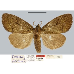 /filer/webapps/moths/media/images/P/perineti_Volana_AT_MNHN.jpg