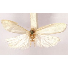 /filer/webapps/moths/media/images/E/exanimata_Epichorista_HT_SAMC.jpg