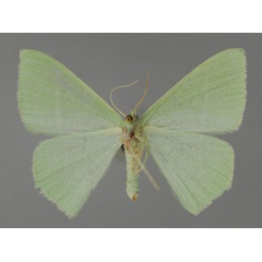 /filer/webapps/moths/media/images/A/albifimbria_Thalassodes_A_ZSM_02.jpg