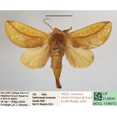 /filer/webapps/moths/media/images/B/bicolorata_Scalmicauda_A_MGCLa_01.JPG