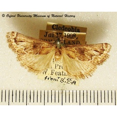 /filer/webapps/moths/media/images/R/radialis_Loryma_A_OUMNH_02.jpg