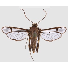 /filer/webapps/moths/media/images/Z/zebracox_Crinitus_PTF_SMNSa.jpg
