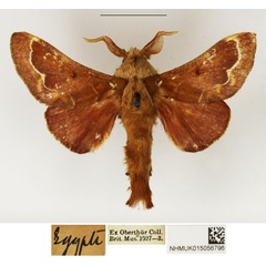 /filer/webapps/moths/media/images/A/aegyptiaca_Streblote_AM_NHMUK.jpg