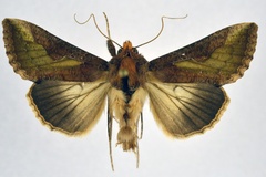 Thysanoplusia orichalcea