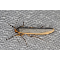 /filer/webapps/moths/media/images/S/scutellata_Sozusa_A_Heyns_01.JPG