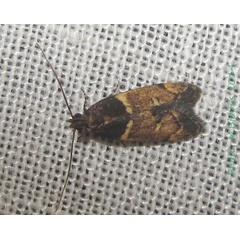 /filer/webapps/moths/media/images/A/ansarti_Ancylometis_A_Bippu.jpg