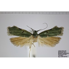 /filer/webapps/moths/media/images/A/acratopa_Dichomeris_AM_NHMUK.jpg