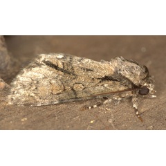 /filer/webapps/moths/media/images/T/transvalica_Acronicta_A_Heyns_04.jpg