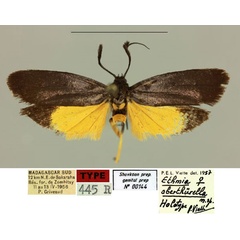 /filer/webapps/moths/media/images/O/oberthurella_Ethmia_HT_MNHN_BTXtF4h.jpg