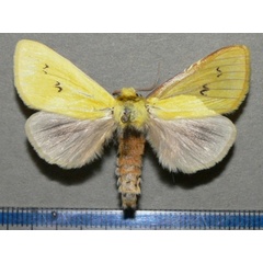 /filer/webapps/moths/media/images/T/tricolor_Antheua_A_Goff_01.JPG