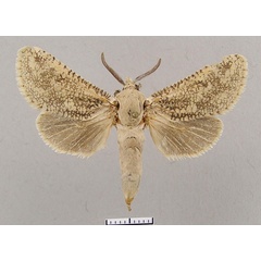 /filer/webapps/moths/media/images/A/aries_Wiltshireocossus_AF_Yakovlev.jpg