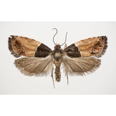 /filer/webapps/moths/media/images/O/orthacta_Neaspasia_AF_NHMO.jpg