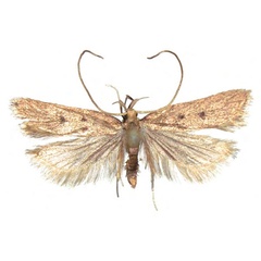 /filer/webapps/moths/media/images/A/arumeruna_Eridachtha_HT_NHMO.jpg