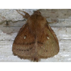 /filer/webapps/moths/media/images/R/reducta_Euwellengrenia_A_Wursten.jpg