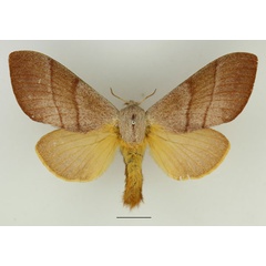 /filer/webapps/moths/media/images/B/bilinea_Cleopatrina_AF_Basquin_02.jpg
