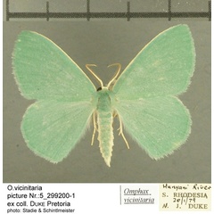 /filer/webapps/moths/media/images/V/vicinitaria_Omphax_AM_TMSA.jpg