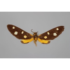 /filer/webapps/moths/media/images/O/octopunctata_Thyrosticta_HT_BMNH.jpg