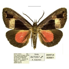 /filer/webapps/moths/media/images/A/alluaudi_Sarothroceras_AM_ANHRT.jpg