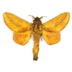 /filer/webapps/moths/media/images/L/licrisonia_Cheligium_PTM_NHMUK.jpg
