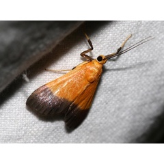 /filer/webapps/moths/media/images/C/conigeralis_Ulopeza_AM_Grimm_01.jpg