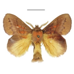 /filer/webapps/moths/media/images/I/igneotincta_Trichopisthia_AM_ANHRT_02.jpg