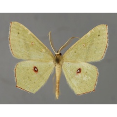 /filer/webapps/moths/media/images/O/ocellata_Traminda_A_ZSM_01.jpg