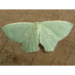 /filer/webapps/moths/media/images/R/rhodocycla_Prasinocyma_A_Guyonnet.JPG