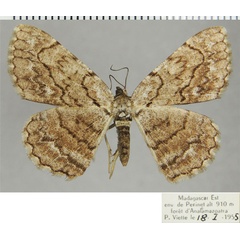 /filer/webapps/moths/media/images/P/pluto_Ectropis_AF_ZSMa.jpg