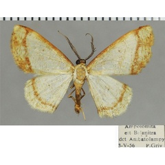 /filer/webapps/moths/media/images/E/eurhythma_Xenostega_AM_ZSMa.jpg