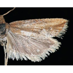 /filer/webapps/moths/media/images/T/tytthaspis_Cydia_HT_Trematerra.jpg