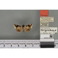 /filer/webapps/moths/media/images/E/epargyra_Plusia_PTM_BMNH_03a.jpg