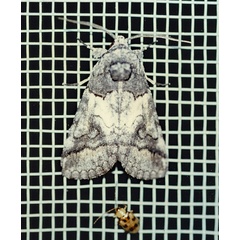 /filer/webapps/moths/media/images/R/recurrens_Proruaca_A_Roland_01.jpg