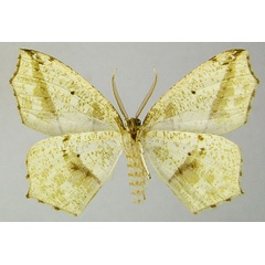 /filer/webapps/moths/media/images/V/venosa_Epigynopteryx_HT_ZSMb.jpg