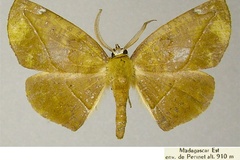 Drepanogynis olivina