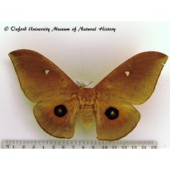/filer/webapps/moths/media/images/E/epithyrena_Pseudobunaea_AF_OUMNH_03.jpg