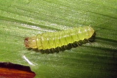 Rivula dimorpha dimorpha