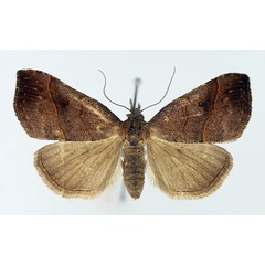 /filer/webapps/moths/media/images/P/platti_Pristanepa_AF_TMSA_02.jpg