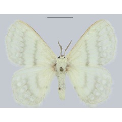 /filer/webapps/moths/media/images/M/molliae_Streptojana_HT_ANHRT.jpg