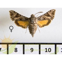 /filer/webapps/moths/media/images/P/pumilum_Microsphinx_AF_SMCR_01.jpg