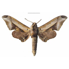 /filer/webapps/moths/media/images/R/rhadamistus_Oplerclanis_AM_EMEM_02a.jpg